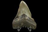Fossil Megalodon Tooth - North Carolina #119420-2